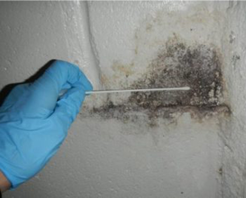 Mold Inspection Home