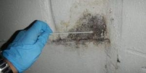 Mold Inspections