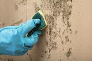 Attic Mold Cleaning Crystal Lake IL