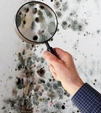 Mold Inspection Cary IL