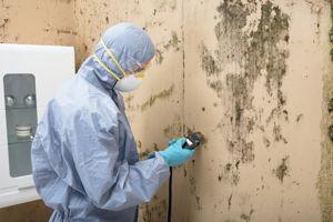 Mold Remediation Cary IL