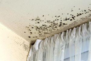 Mold Removal Woodstock IL