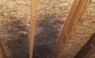 Attic Mold Removal Cary