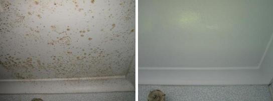 Mold Testing Cary IL